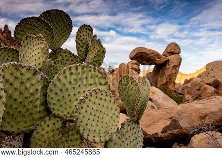 Pricklypear Cactus At Balanced Rock In Big Bend National Park