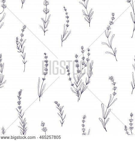 Lavender Pattern. Seamless Floral Background, Outlined Lavendar Flowers, Branches. Repeating Print, 