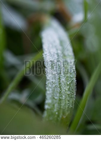 Close-up Of The First Frost On A Blade Of Grass.
