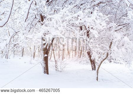 Winter Landscape. Trees Covered With Snow In The Winter Forest In The Early Morning.