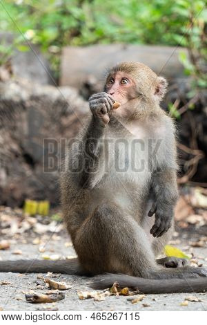 Formosan Macaque, Formosan Rock Monkey Also Named Taiwanese Macaque In The Wild.