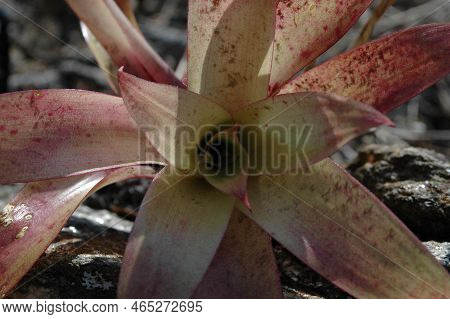 Epiphyten Parasite Plant Tree Dschungle Sky Bolivia