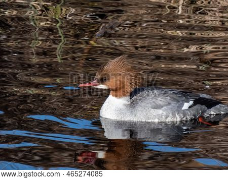 Close-up Shot Of The Female Of Goosander (common Merganser) (mergus Merganser) Swimming In Water In 