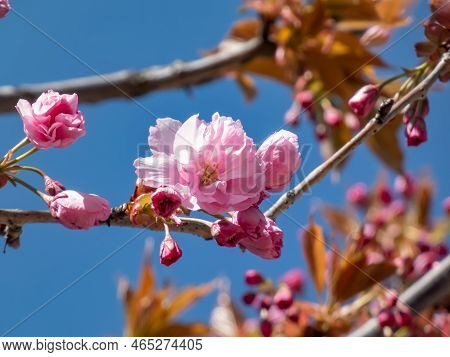 Beautiful, Dreamy Pink Cherry Blossoms Of The Japan Pink Sakura Flowers Flowering On The Branches An