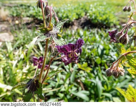 Dusky Cranesbill (geranium Phaeum) Samobor Blooming With Reflexed, Maroon Flowers Adorned With A Whi