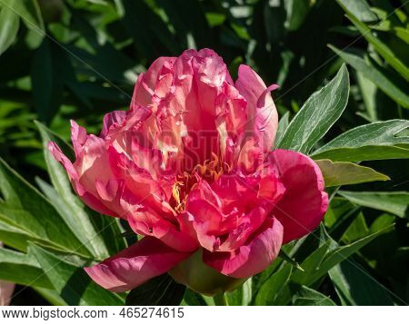 Itoh Peony (paeonia) 'julia Rose' Flowering With Single To Double Blossoms Changing Color From Cherr