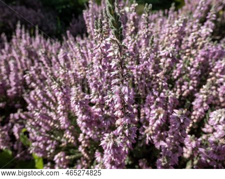 Macro Of Calluna Vulgaris 'silver Cloud' With Bright Silvery-grey Foliage Flowering With Spikes Of P
