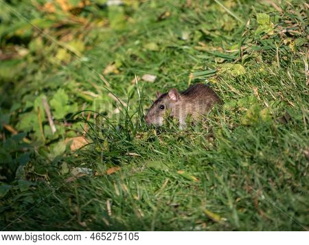 Close-up Shot Of The Common Rat (rattus Norvegicus) With Dark Grey And Brown Fur Sitting In The Gree