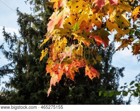 View Of Branches Of Big Maple Tree Full With Leaves Changing Colours From Green To Yellow, Orange An