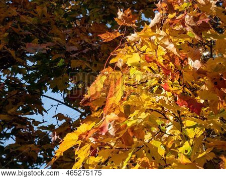 View Of Branches Of Big Maple Tree Full With Leaves Changing Colours From Green To Yellow, Orange An
