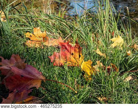 Close-up Shot Of Maple Leaves On The Ground In Autumn. Maple Leaf Changing Colours From Green To Yel