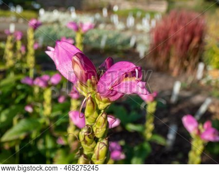 The Turtlehead, Pink Or Lyon's Turtlehead (chelone Lyonii) Flowering With Hooded, Snapdragon-like, T