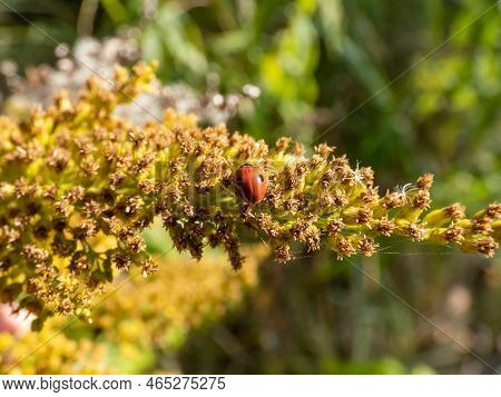 The Adult Two-spot Ladybird (adalia Bipunctata) With Two Black Spots On A Red Base Walking On The Pl