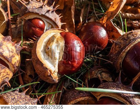 Close-up Of Fresh Horse Chestnuts (aesculus Hippocastanum) Among Dry Leaves. Autumn Background With 