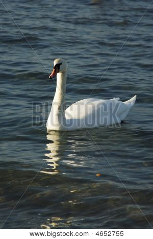 Schwan