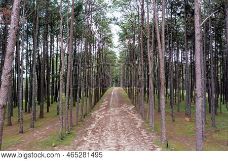 Pine Trees Grow Nice And Tidy In Lines With Equal Spaces Between Lines In The Pine Trees Forest.