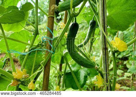 Young Cucumbers Growing Up A Plastic Mesh Inside A Polytunnel