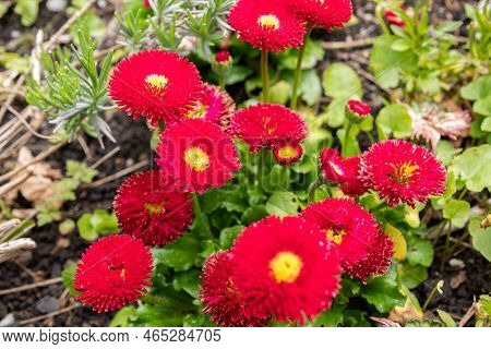 Wildhaus, Switzerland, May 5, 2022 Colorful Flowers Growing In A Bed In Spring Time