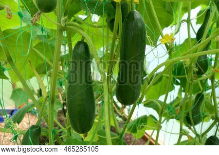 Young Cucumbers Growing Up A Plastic Mesh Inside A Polytunnel