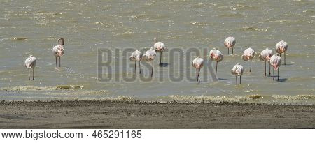 Flamingos In Lake Magadi In The Ngorongoro Crater In Tanzania, On A Sunny Day.