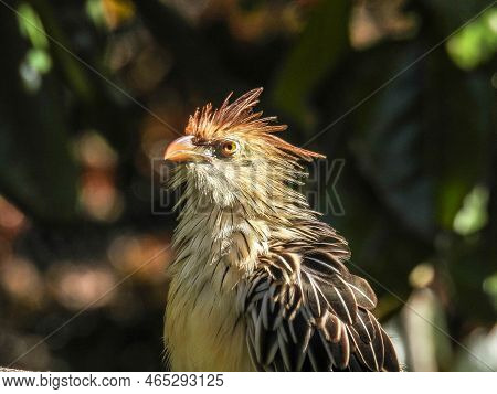 A Guira Cuckoo Perched On A Branch