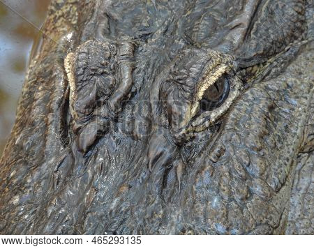 Alligator Sunning Itself In The Okefenokee Swamp