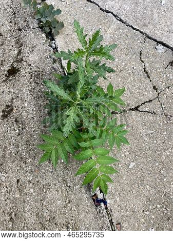 Close-up Of Creeping Thistle Plant Growing From Cracked Cement With Selective Focus On Foreground