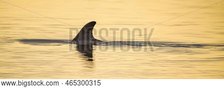 Morning Greeting: A Bottle-nosed Dolphin Swims Through An Inter-coastal Waterway At Sunrise In Saint