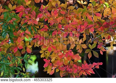 Autumn Leaves Of Enkianthus Perulatus (dodan-tsutsuji). Ericaceae Deciduous Shrub.a Plant Where You 
