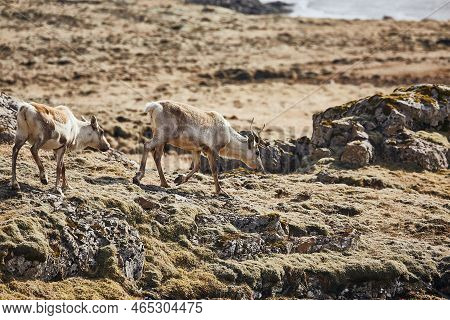 Reindeers In Eastern Iceland, Walking The Rocky Landscape