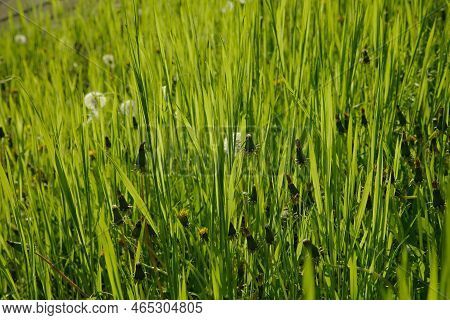 Vibrant Green Grass, Grassy Meadow Vivid Summer Background
