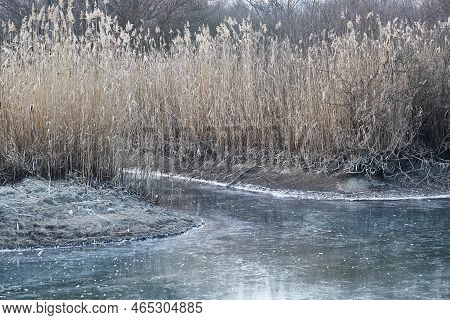 Frozen Lake Tisza Canals With Ice And Reed, Winter Frost
