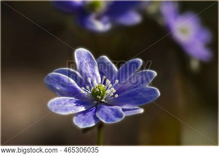 Macro Horizontal Image Of A Single Light Purple Flower Of Sharp-lobed Hepatica (hepatica Acutiloba) 