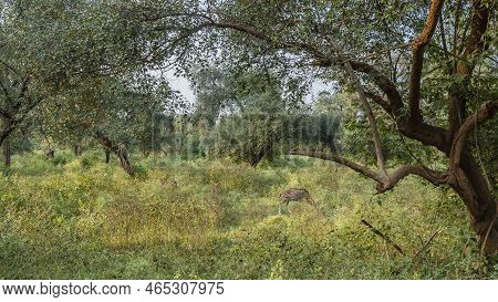 In The Clearing, Among The Lush Green Grass, The Spotted Deer Axis Grazes. There Are Dense Thickets 