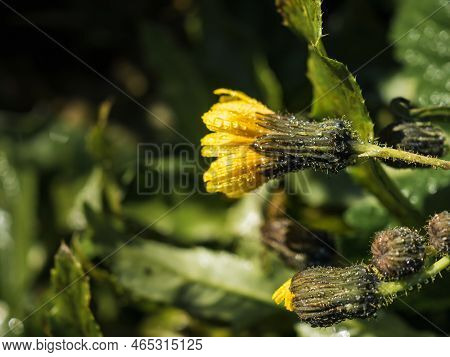 Close-up Of The Closed Buds Of A Yellow Flower Of The Hieracium Family With Dewdrops On The Petals. 
