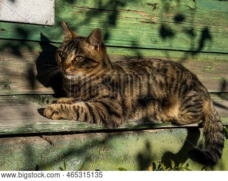 A Beautiful Tabby Fluffy Brown Cat Lies On The Street On A Wooden Ledge Near The Wall Of A Green Hou
