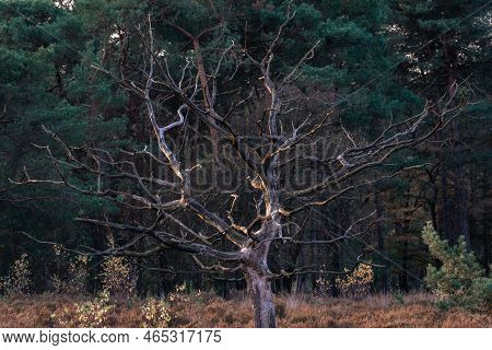 Old Dead Trees At The Noorderheide, Elspeet, The Netherlands.