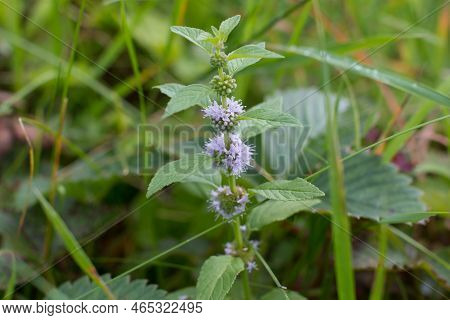 Blooming Melissa Is A Relaxing Medicinal Herb. Close-up Of A Mint Bush