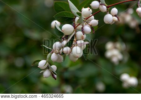 Close Up Symphoricarpos, Commonly Known As The Snowberry Or Ghostberry White Berries On The Bush Bra