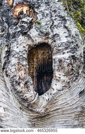 Old Tree Trunk With A Big Hole. Noorderheide, Elspeet, The Netherlands.