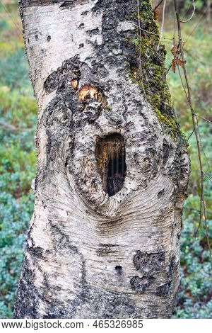 Old Tree Trunk With A Big Hole. Noorderheide, Elspeet, The Netherlands.