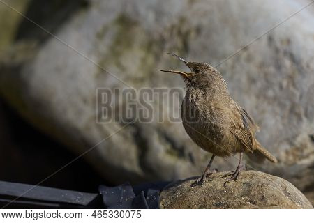 Cobb's Wren (troglodytes Cobbi) Calling On The Coast Of Sea Lion Island In The Falkland Islands