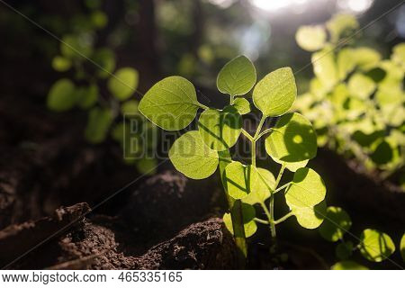 Fresh Spring Leaves Growing From Between Roots. Glowing With Sunshine Leaves