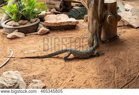 Beit Shean, Israel, October 08, 2022 : Large Monitor Lizard In An Aviary In Gan Guru Kangaroo Park I