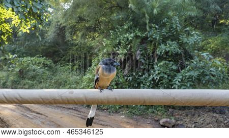 A Bright Bird Dendrocitta Vagabunda   Sat Down On The Crossbar Of The Car. Orange Plumage, Long Blac