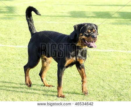 Rottweiler hund