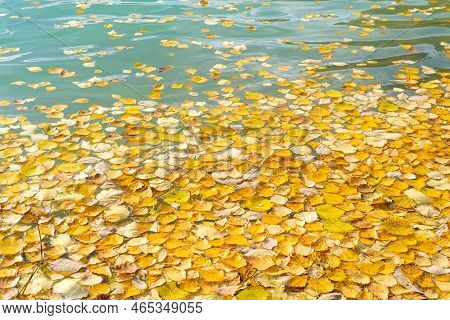 Autumn Yellow Fallen Leaves On Float On Water, Background Texture. Colourful Fall Leaves In Pond Lak