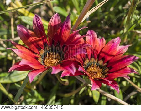 Close Up Of Two Bloomimg Gazania Flower. African Daisy With Bright Red Petals And Attractive Brown M