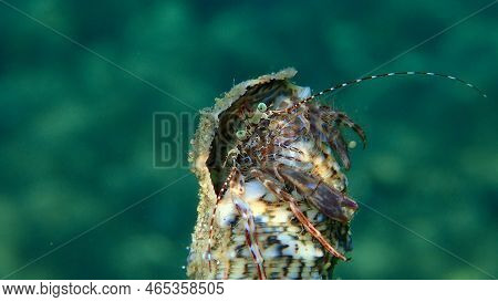 Striped Hermit Crab Or Rocky-shore Hermit Crab (pagurus Anachoretus) Extreme Close-up Undersea, Aege