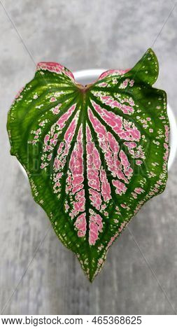 Keladi Wayang Or Thai Beauty Caladium With Green Color And Pink Pattern In The Center Make A Beautif
